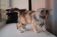 Лот: 6736669. Фото: 5. Персидско-курильский бобтейл...