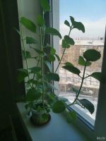 Лот: 16431195. Фото: 4. Мята комнатная. Красноярск