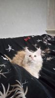 Лот: 7852730. Фото: 2. Котенок Мейн-Кун девочка. Животные и уход
