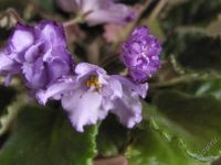 Лот: 2257282. Фото: 2. Buckeye Blushing (P.Hancock... Комнатные растения и уход