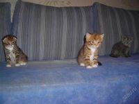 Лот: 1144825. Фото: 2. Британские котята. Животные и уход