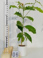 Лот: 18038689. Фото: 4. Кофе дерево. Красноярск