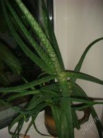 Лот: 1821565. Фото: 2. Алоэ-вера. Комнатные растения и уход