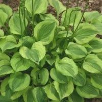 Лот: 9529169. Фото: 3. хоста Гранд Тиара (hosta Grand... Для дачи, дома, огорода, бани, парка