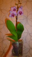 Лот: 6634736. Фото: 3. орхидея фаленопсис F7(цветёт). Растения и животные
