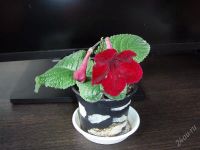 Лот: 1059433. Фото: 2. Цветущий стрептокарпус сорт Raspberry... Комнатные растения и уход