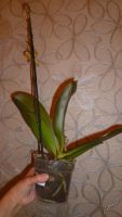 Лот: 5692657. Фото: 2. Орхидея фаленопсис F53(отцвела... Комнатные растения и уход