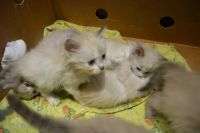 Лот: 11770027. Фото: 4. Отдам красивых котят. Красноярск