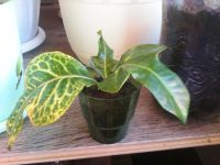 Лот: 5679345. Фото: 2. Кротон (Кодиеум)-150руб!. Комнатные растения и уход