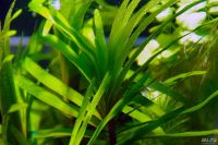 Лот: 13978770. Фото: 5. Эйхорния лазоревая (Eichhornia...