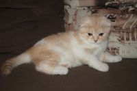 Лот: 12263078. Фото: 2. Шотландский вислоухий котик. Животные и уход