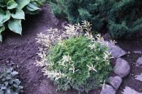 Лот: 9675452. Фото: 3. Волжанка карликовая (лат. Aruncus... Для дачи, дома, огорода, бани, парка