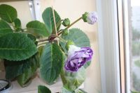 Лот: 4388871. Фото: 2. Глоксиния белая с фиолетовым ободком... Комнатные растения и уход