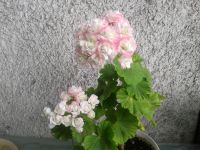 Лот: 8689520. Фото: 2. Пеларгония April Snow розебуд... Комнатные растения и уход