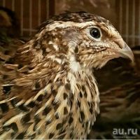 Лот: 13504753. Фото: 2. Домашние перепелиные яички. Продукты