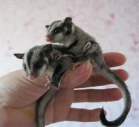 Лот: 3600182. Фото: 2. Поссумы. Животные и уход