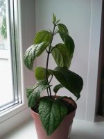 Лот: 3031780. Фото: 3. Клеродендрум Томсона. Растения и животные