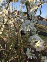 Лот: 25646351. Фото: 2. 1-комн. дача , ДНТ Два Ручья ДНТ... Продажа