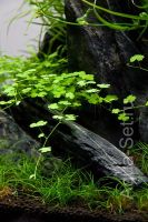 Лот: 7852989. Фото: 2. Гидрокотила трехраздельная (Hydrocotyle... Аквариумистика