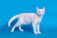 Лот: 5975837. Фото: 6. Котенок породы Гигантская Афродита