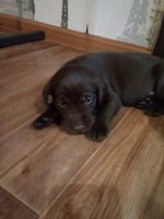 Лот: 7947963. Фото: 2. Лабрадорчики с родословной и клеймом... Животные и уход