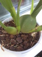 Лот: 7835293. Фото: 3. Орхидея Камбрия тигровая. Растения и животные
