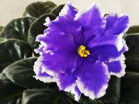 Лот: 11474023. Фото: 4. Фиалка ЕК-Властелин Колец ( лист... Красноярск