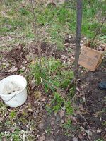 Лот: 7518666. Фото: 6. Роза морщинистая «Царица Севера...