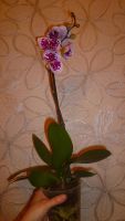 Лот: 6469586. Фото: 2. орхидея цветёт Dtps. Chain Xen... Комнатные растения и уход