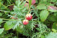 Лот: 5534440. Фото: 6. Дача с лесом, Элита