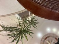 Лот: 22169167. Фото: 4. Драцена пальма в глиняном керамическом... Красноярск