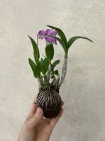 Лот: 25710988. Фото: 4. Орхидея Дендрофаленопсис мини. Красноярск