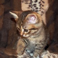 Лот: 11691905. Фото: 2. котята. Животные и уход