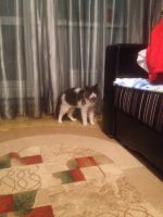 Лот: 5752742. Фото: 6. Кота в добрые руки!