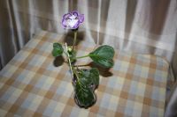 Лот: 5282203. Фото: 2. Глоксиния (тигрина синяя) цветет. Комнатные растения и уход