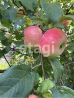 Лот: 25290987. Фото: 14. 3-комн. дом , СНТ Земледелец СНТ...