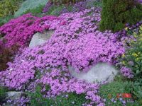 Лот: 7566596. Фото: 3. Услуги ландшафтного дизайнера. Красноярск