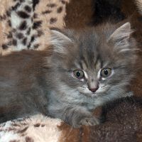 Лот: 11692191. Фото: 5. котятки