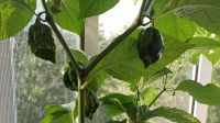 Лот: 12090826. Фото: 5. Плод перца Carolina Reaper (Каролина...