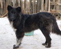 Лот: 4939758. Фото: 4. Собаки и щенки для охраны и души... Красноярск
