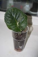 Лот: 4472964. Фото: 3. Глоксиния розовая махровая (детка... Растения и животные