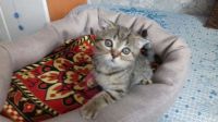 Лот: 9897648. Фото: 2. Котята шотландские. Животные и уход