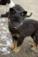 Лот: 6569468. Фото: 4. Щенки, мальчики и девочки 2-3мес... Красноярск