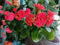 Лот: 13368977. Фото: 2. Каланхое. Комнатные растения и уход