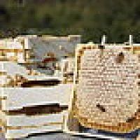 Лот: 10546032. Фото: 6. Горный мёд разнотравье