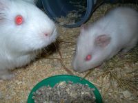 Лот: 2561665. Фото: 5. Морская свинка. Девочка.