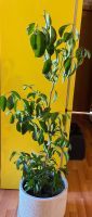 Лот: 20108706. Фото: 2. Мандарин растение высота 1,1 метр... Комнатные растения и уход