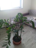 Лот: 16499760. Фото: 7. Замиокулькас долларовое 🌲