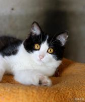Лот: 8334202. Фото: 4. Симпатичная стерильная кошечка... Красноярск
