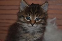 Лот: 3710044. Фото: 2. домашние. Животные и уход